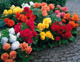 Begonia Non-Stop Mixed (Garden Ready)