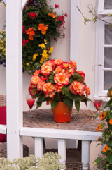 Begonia Majestic Sunburst (Garden Ready)