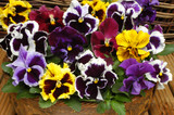 Pansy Can Can Mix (Garden Ready)