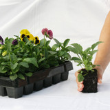 Pansy Can Can Mix (Garden Ready)