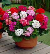 Geranium Century F1 Mix (Garden Ready)