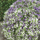 Bacopa Topia Mix