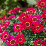 Argyranthemum Grandaisy Deep Red