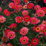 Argyranthemum Grandaisy Deep Red