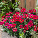 Argyranthemum Grandaisy Deep Red