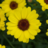 Argyranthemum Grandaisy Bright Yellow