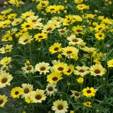 Argyranthemum Grandaisy Bright Yellow