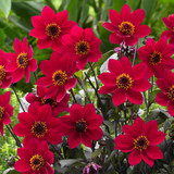 Dahlia Happy Days Red