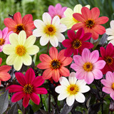 Dahlia Happy Days Mixed