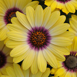 Osteospermum Single Flowered Mix