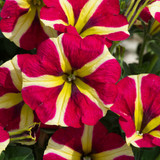 Petunia Queen of Hearts