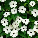 Thunbergia alata 'Sunny Susy' White