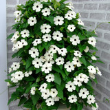 Thunbergia alata 'Sunny Susy' White