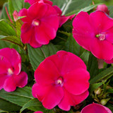 Impatiens Sunpatiens compact Magenta