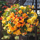 Begonia Illumination 'Apricot Shades Enhanced' F1