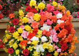 Begonia Supercascade Mix F1