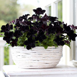 Petunia Crazytunia Black Mamba