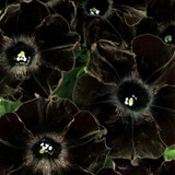 Petunia Crazytunia Black Mamba