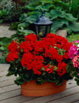 Geranium Century F1 Red (Garden Ready)