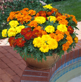 French Marigold Durango Mix