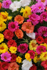 20 Portulaca Happy Hour Mixed (Garden Ready)