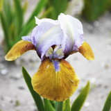 Iris pumila 'Hocus Pocus' (Dwarf Bearded)