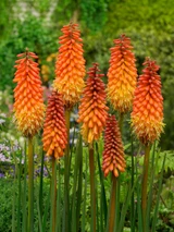 Kniphofia Alcazar