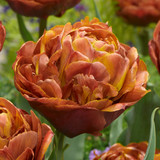 Tulip Brownie 11/12cm