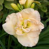 Hemerocallis Jean Swann