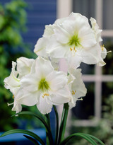 Amaryllis Christmas Gift 26cm+