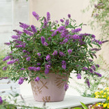 Buddleia Purple Lion