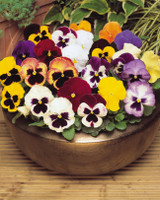 Winter/Spring Pansy Select Mixed (Garden Ready)