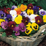 Winter/Spring Pansy Select Mixed (Garden Ready)