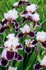 Iris germanica 'Ringo'