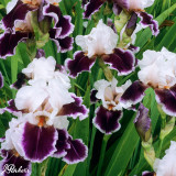 Iris germanica 'Ringo'