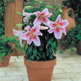 Lilium Mona Lisa