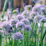 Allium Millennium Loose