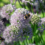 Allium Millennium Loose