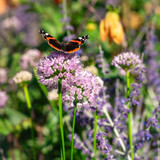 Allium Millennium Loose