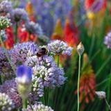 Allium Millennium Loose