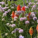 Allium Millennium Loose