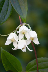 Clematis urophylla Winter Beauty