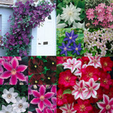 Clematis Mixed