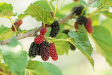 Mulberry (Morus Nigra)