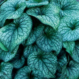 Brunnera Alexanders Great