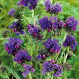 Pulmonaria Mixed