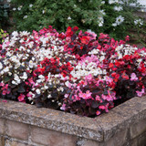 Begonia Semperflorens Devil Mix (Maxi Plugs)