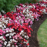 Begonia Semperflorens Devil Mix (Maxi Plugs)