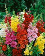 Antirrhinum 'Madame Butterfly' Mix F1