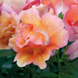 Antirrhinum Twinny Apricot Shades (Garden Ready)